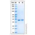 Recombinant Human IDO Protein