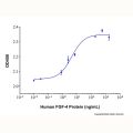 Recombinant Human FGF-4 Protein