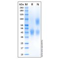 Recombinant Human CD24 Protein