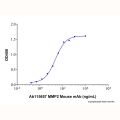 Recombinant Human MMP-2 Protein