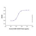 Recombinant Human ICAM-1/CD54 Protein
