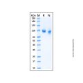 Recombinant Human Integrin alpha 4 Protein