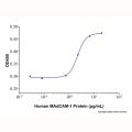 Recombinant Human MAdCAM-1 Protein