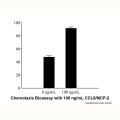 Recombinant Human CCL8/MCP-2 Protein