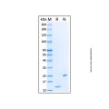 Recombinant Human CCL24/Eotaxin-2/MPIF-2 Protein