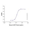 Recombinant Mouse G-CSF Protein