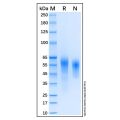 Recombinant Human CD46 Protein