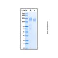 Recombinant Human VEGFR3/Flt-4 Protein