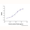 Recombinant Human Lumican Protein
