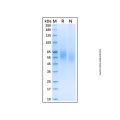 Recombinant Human CD155/PVR Protein