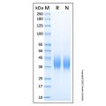 Recombinant Human SLAMF7/CRACC Protein