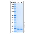 Recombinant Human NM23-H1 Protein