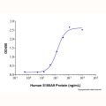 Recombinant Human S100A8 Protein
