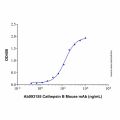 Recombinant Human Cathepsin B Protein