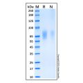 Recombinant Human Guanylyl Cyclase C/GUCY2C Protein