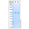 Recombinant Human t-Plasminogen Activator/tPA Protein