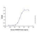 Recombinant Human S100A9 Protein