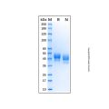 Recombinant Human SIRP beta 1/CD172b Protein