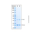 Recombinant Human STAT3 Protein