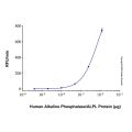 Recombinant Human Alkaline Phosphatase/ALPL Protein