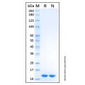 Recombinant Human Cystatin A Protein