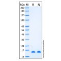Recombinant Human FABP2/I-FABP Protein