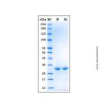 Recombinant Human FABP3/H-FABP Protein