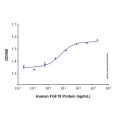 Recombinant Human FGF-18 Protein