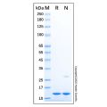 Recombinant Human FKBP12 Protein