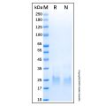Recombinant Human GGCT Protein