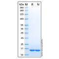 Recombinant Human FABP8/M-FABP Protein