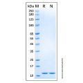 Recombinant Human S100A4 Protein