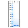 Recombinant Human S100A7 Protein