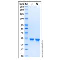 Recombinant Human SULT2A1/ST2 Protein