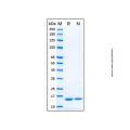 Recombinant Human VAP-B Protein