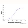 Recombinant Human Notch-1 Protein
