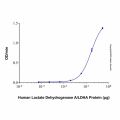 Recombinant Human Lactate Dehydrogenase A/LDHA Protein