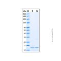 Recombinant Human MAP1LC3A Protein