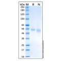 Recombinant Human PTEN Protein