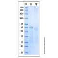 Recombinant Human XIAP Protein