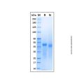 Recombinant Human beta III Tubulin Protein