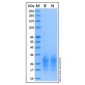 Recombinant Human CD90/Thy1 Protein