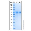 Recombinant Human Lamin A Protein