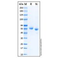 Recombinant Human Legumain/Asparaginyl Endopeptidase Protein
