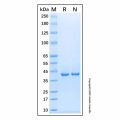 Recombinant Human PKA C alpha Protein