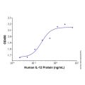 Recombinant Human IL-12 Protein
