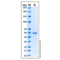 Recombinant Human Smad3 Protein