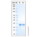 Recombinant Human HMGN1 Protein