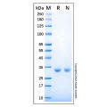 Recombinant Human Histamine N-Methyltransferase/HNMT Protein