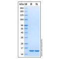 Recombinant Human Galectin-7 Protein